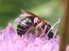 223239 – Photo : Jean-Sébastien Carteron – France (12)